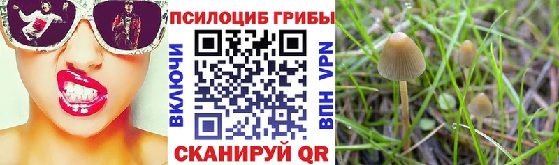 закладки  Алексеевка  Галлюциногенные грибы прущие грибы 